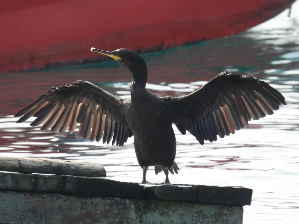 European Shag (Mediterranean) - ML624083900