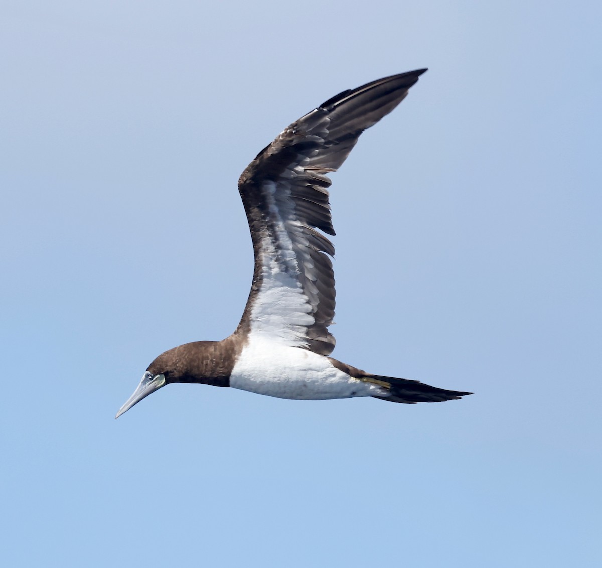 Brown Booby - ML624083915