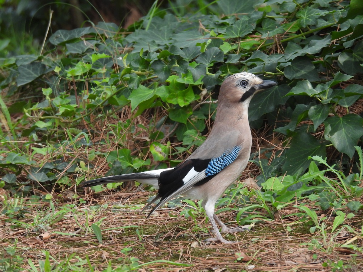 Eurasian Jay (Eurasian) - ML624083936