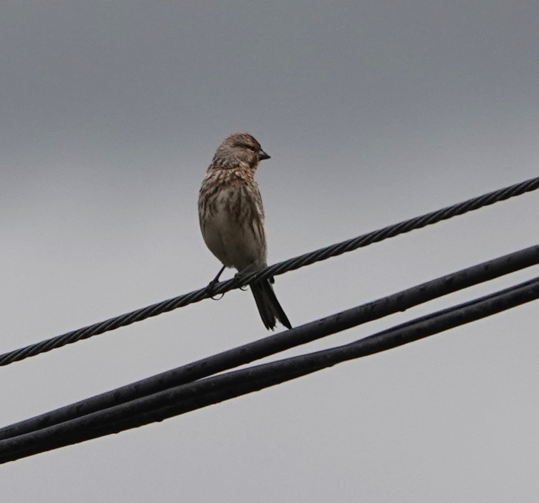 Twite - Andrew Malley