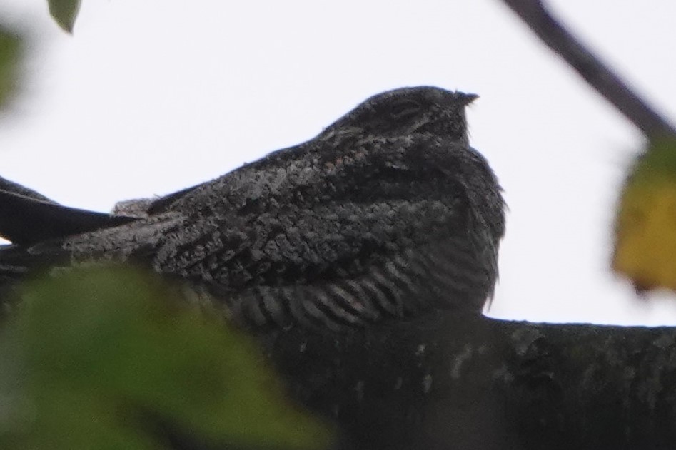 Common Nighthawk - ML624083986
