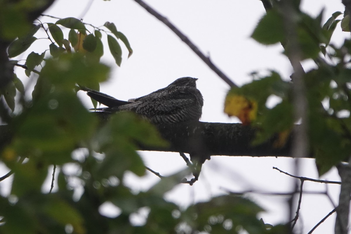 Common Nighthawk - ML624083987