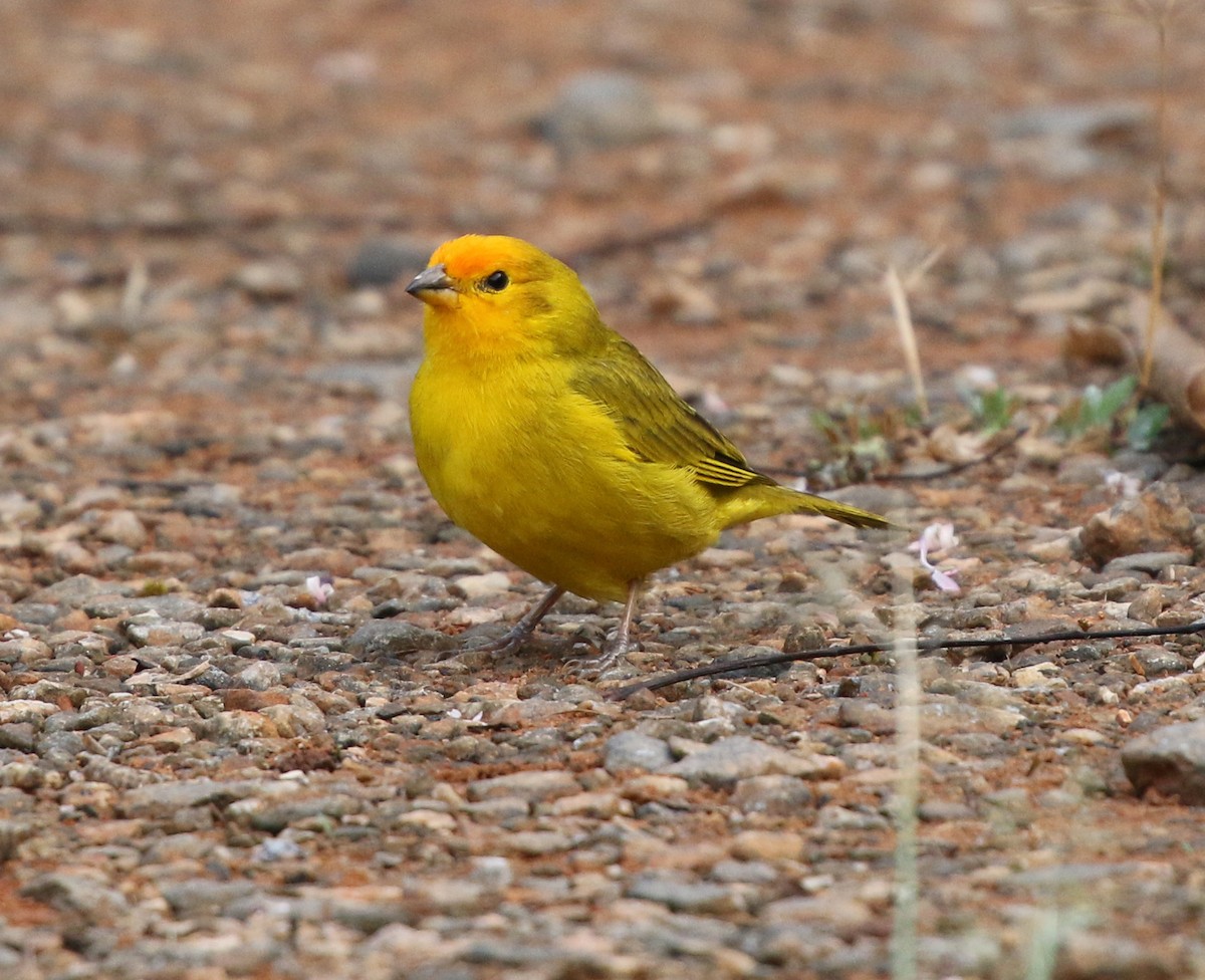 Saffron Finch - ML624083988