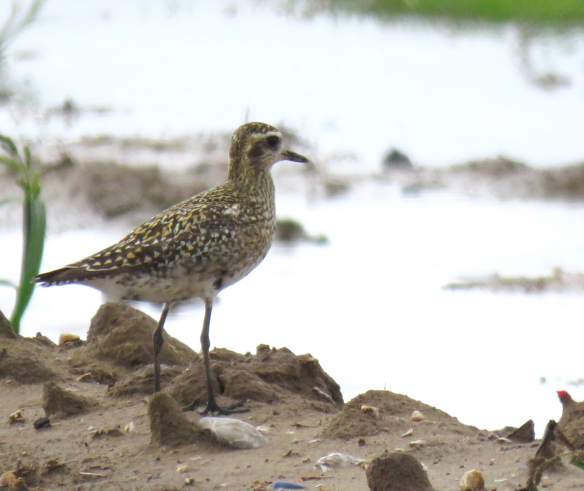 Pacific Golden-Plover - ML624084005