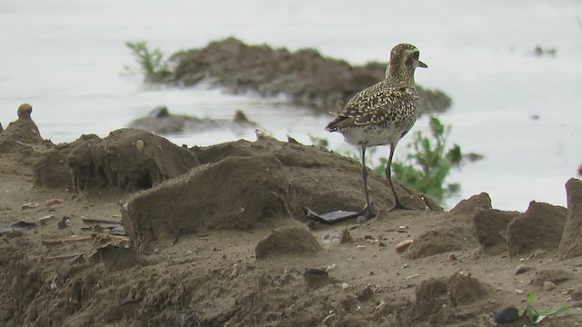 Chorlito Dorado Siberiano - ML624084008