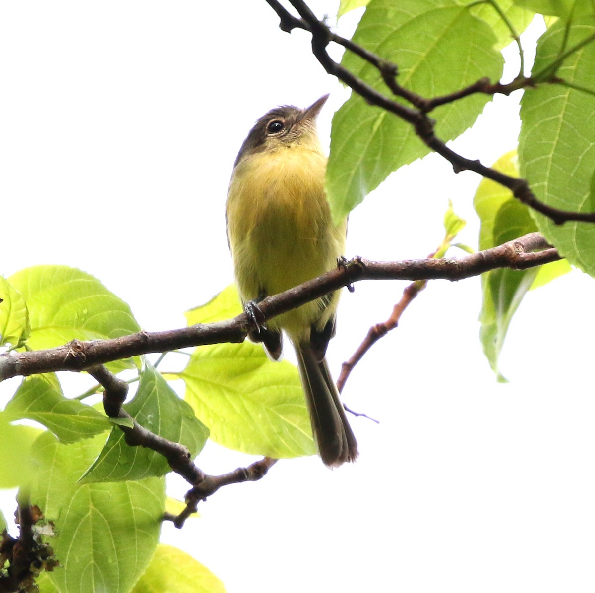 Common Tody-Flycatcher - ML624084020