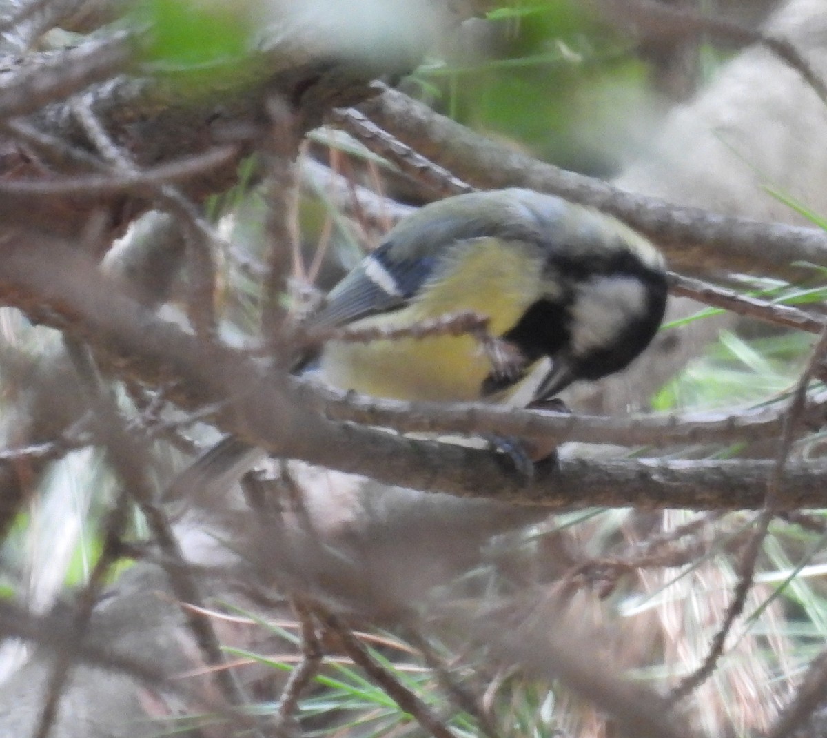 Great Tit (Great) - ML624084024