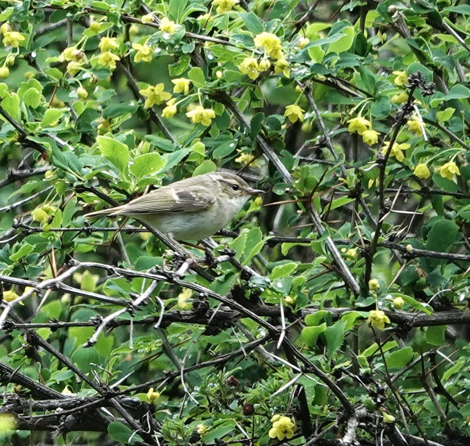 Chinese Leaf Warbler - ML624084027