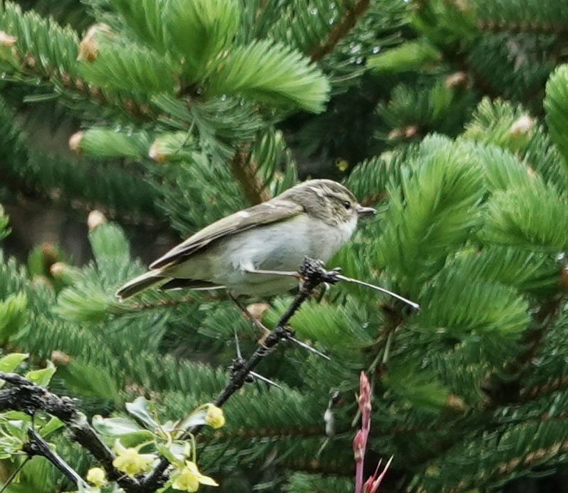 Chinese Leaf Warbler - ML624084028