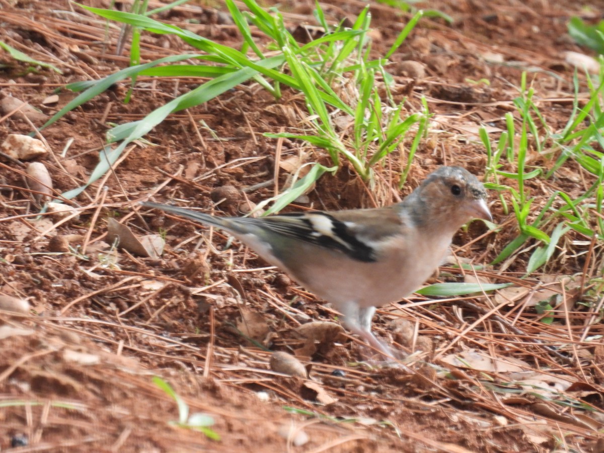 Common Chaffinch - ML624084068