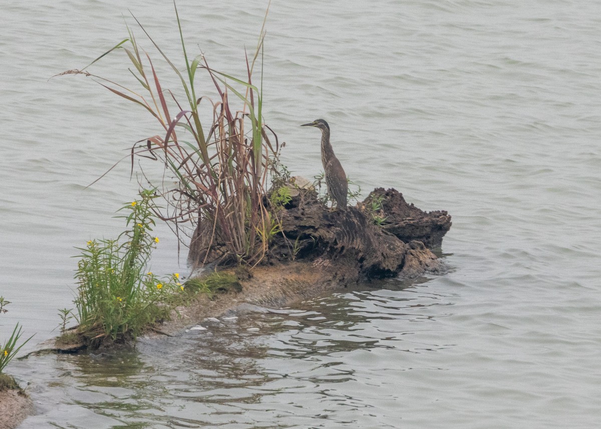 Striated Heron (South American) - ML624084094