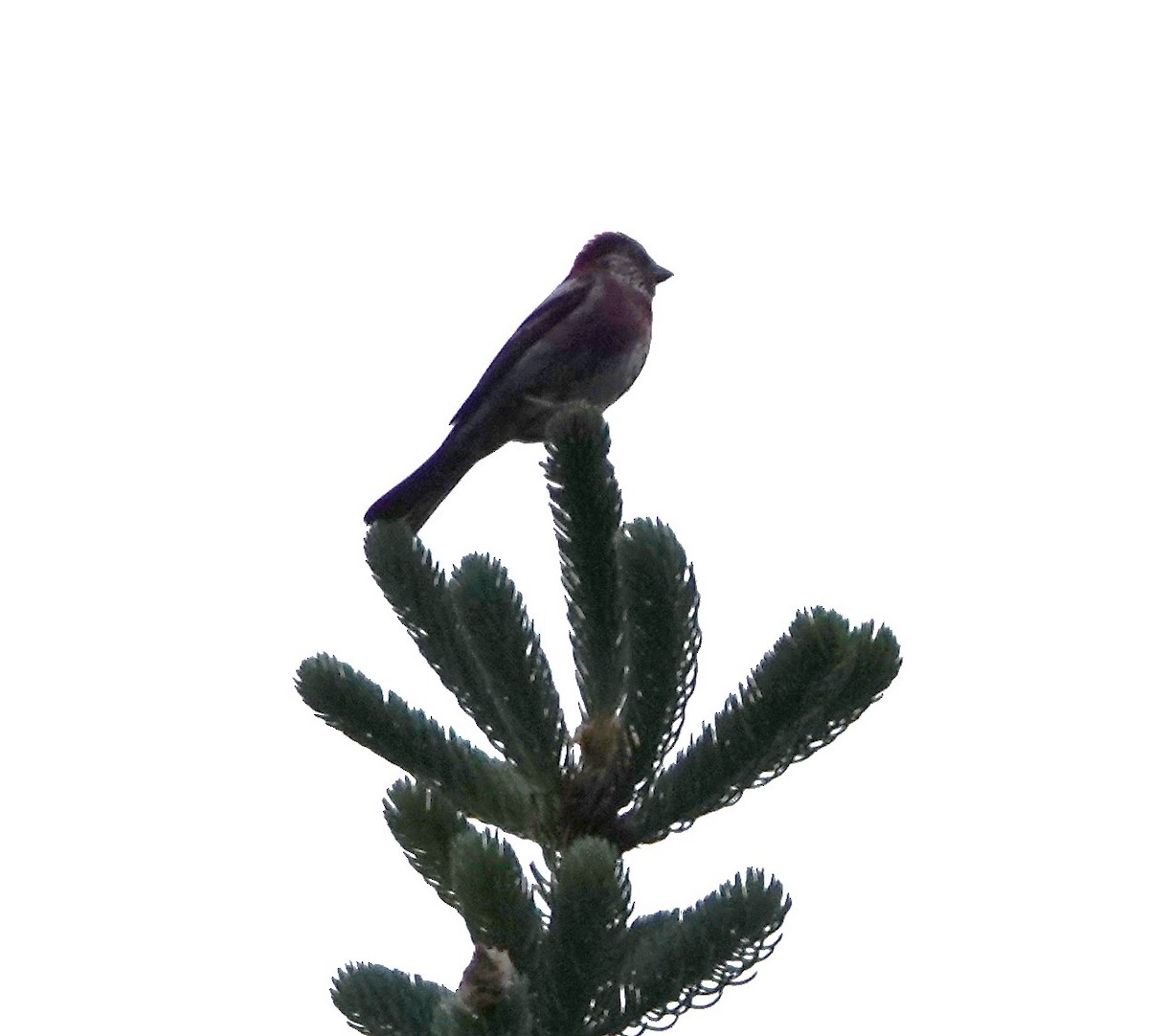 Three-banded Rosefinch - ML624084101