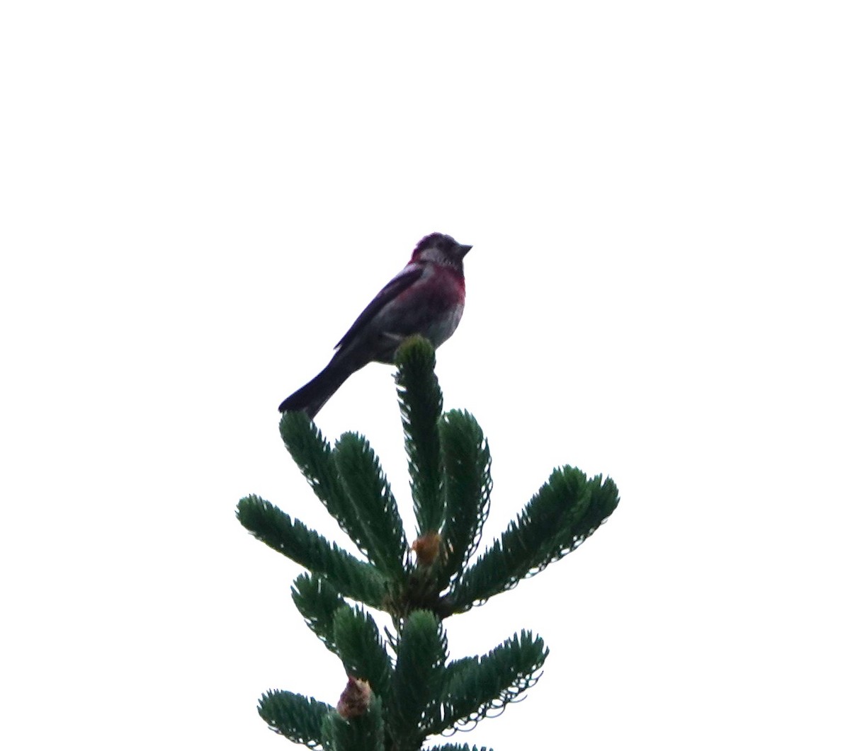 Three-banded Rosefinch - ML624084102