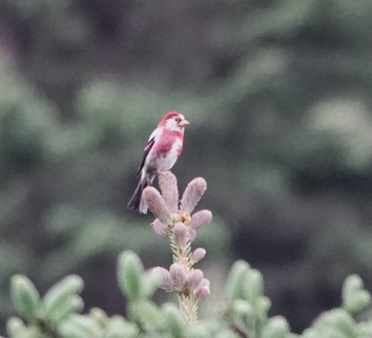 Three-banded Rosefinch - ML624084103