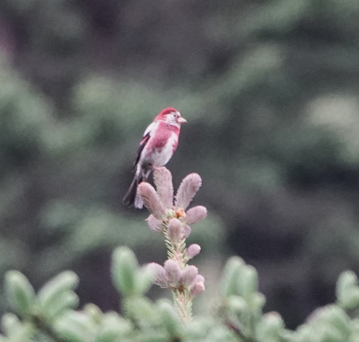 Three-banded Rosefinch - ML624084104