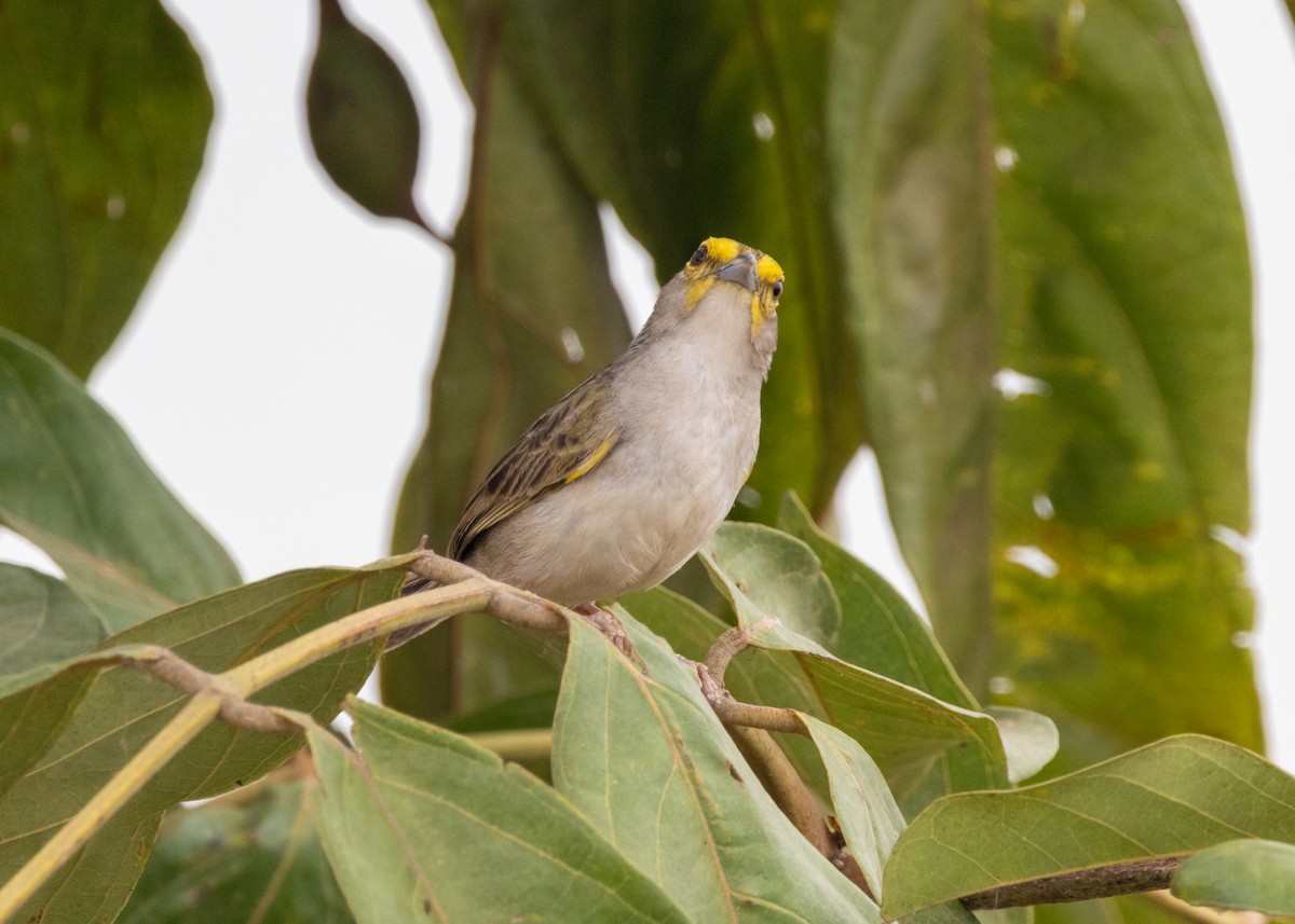 Chingolo Cejigualdo - ML624084115