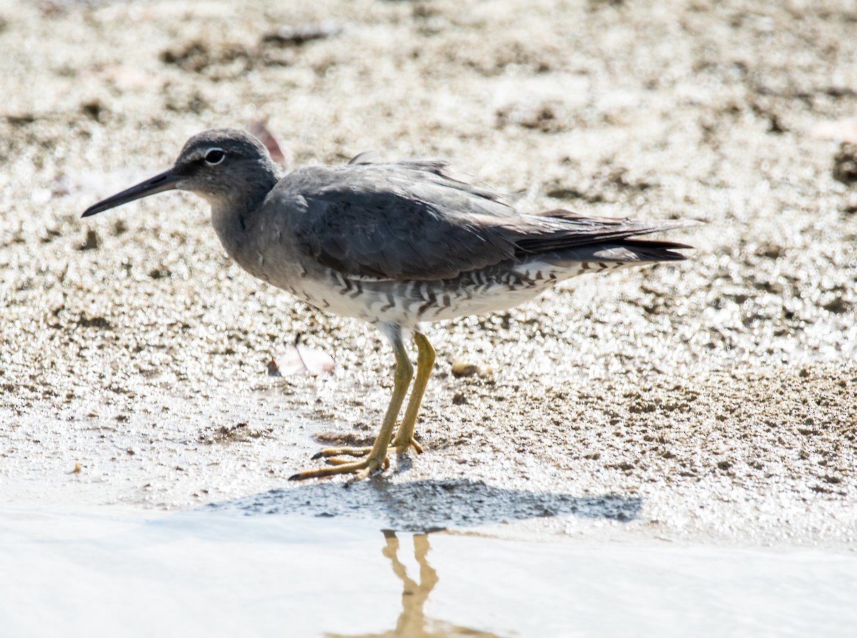 Wandering Tattler - ML624084146