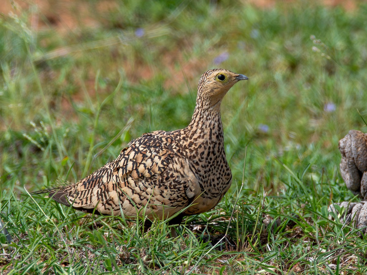 Chestnut-bellied Sandgrouse - ML624084147