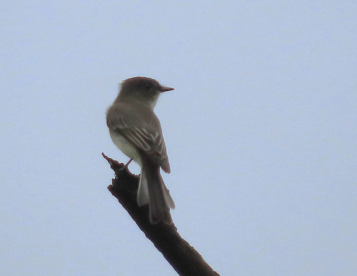 Eastern Phoebe - Susan Cooper