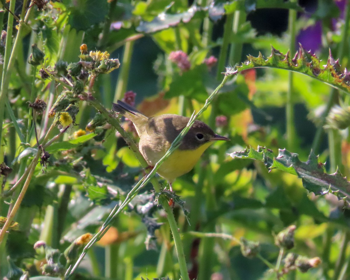 Common Yellowthroat - ML624084279