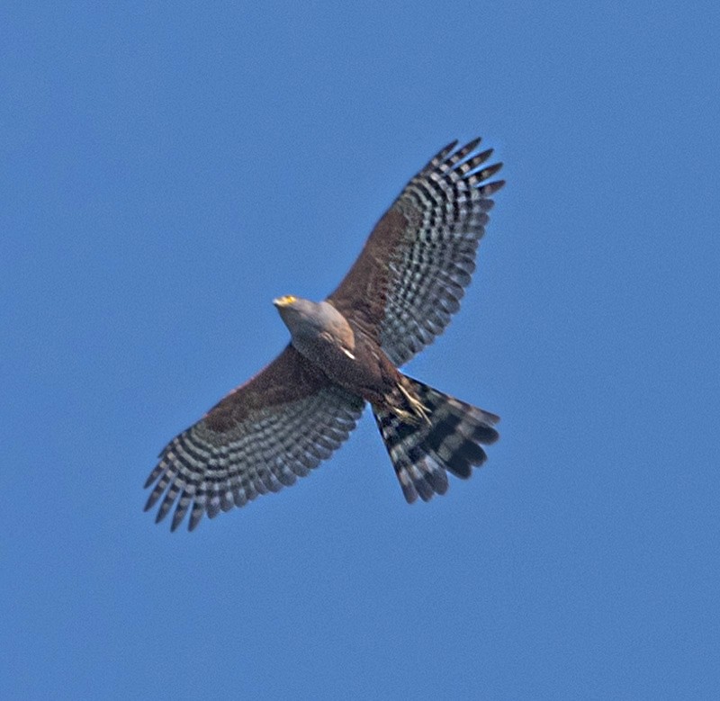 Bicolored Hawk - ML624084294