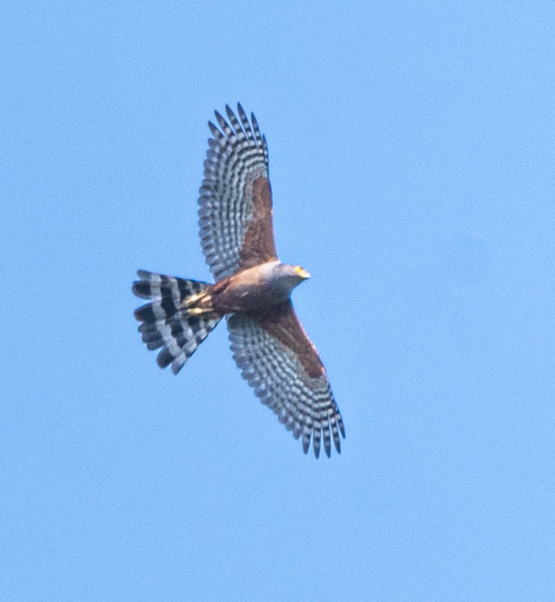 Bicolored Hawk - ML624084295