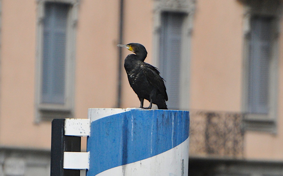 Grand Cormoran (sinensis/hanedae) - ML624084297