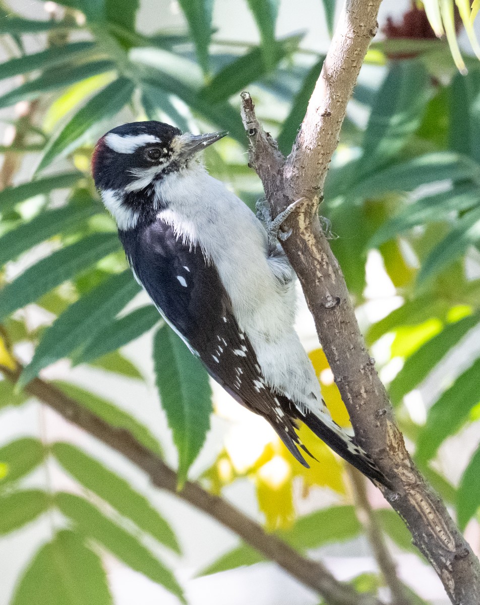 Downy Woodpecker - Terry Rich