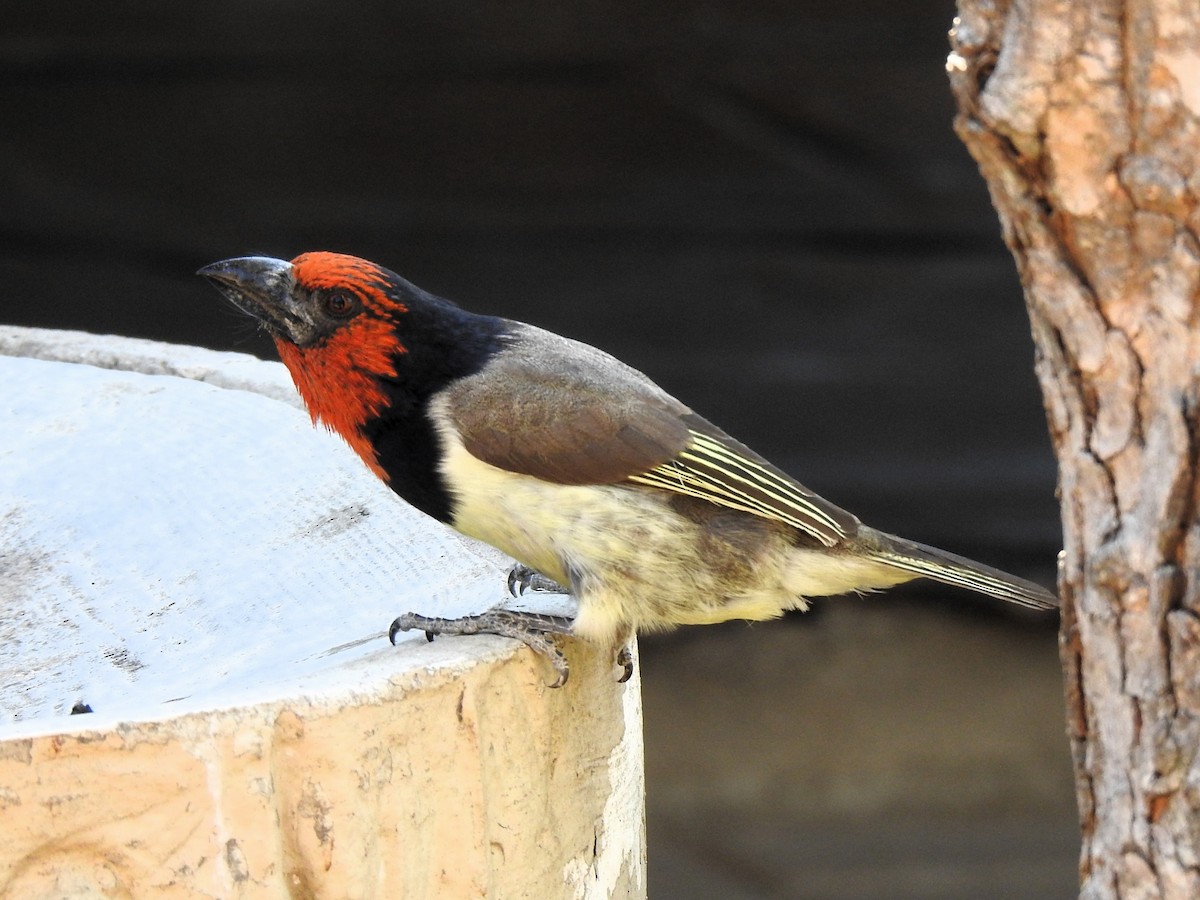 Black-collared Barbet - ML624084312