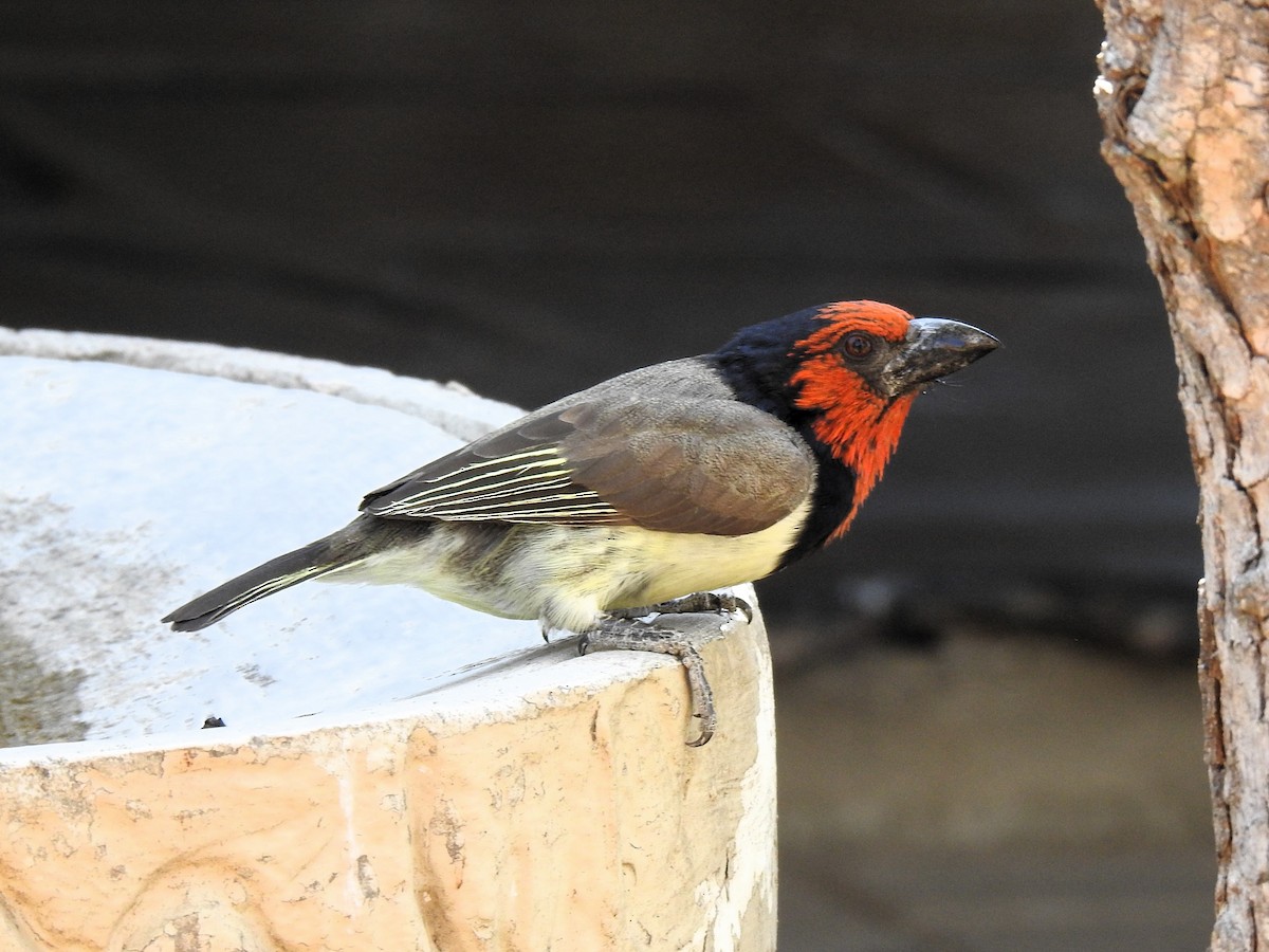 Black-collared Barbet - ML624084313