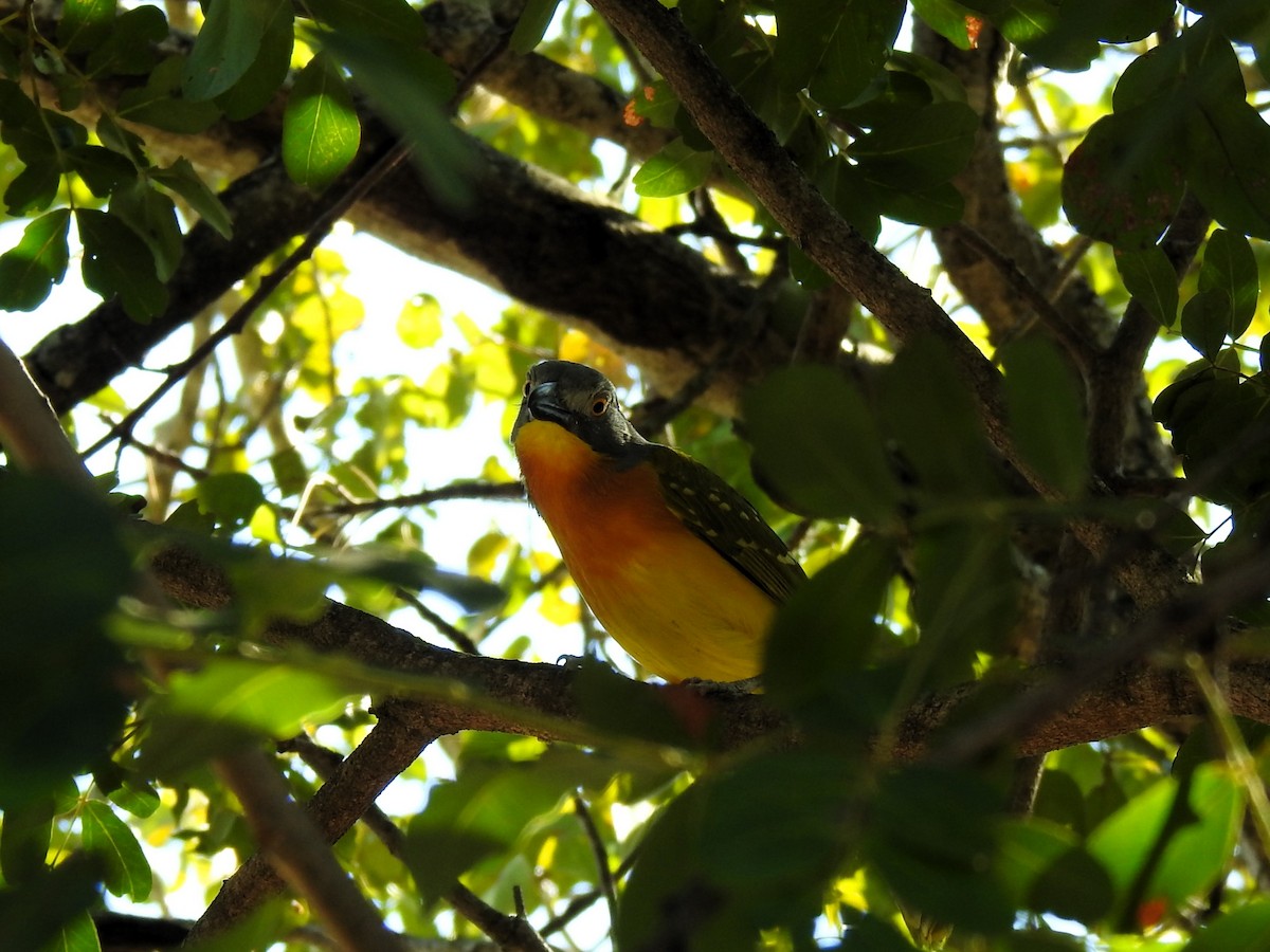 Gray-headed Bushshrike - ML624084323