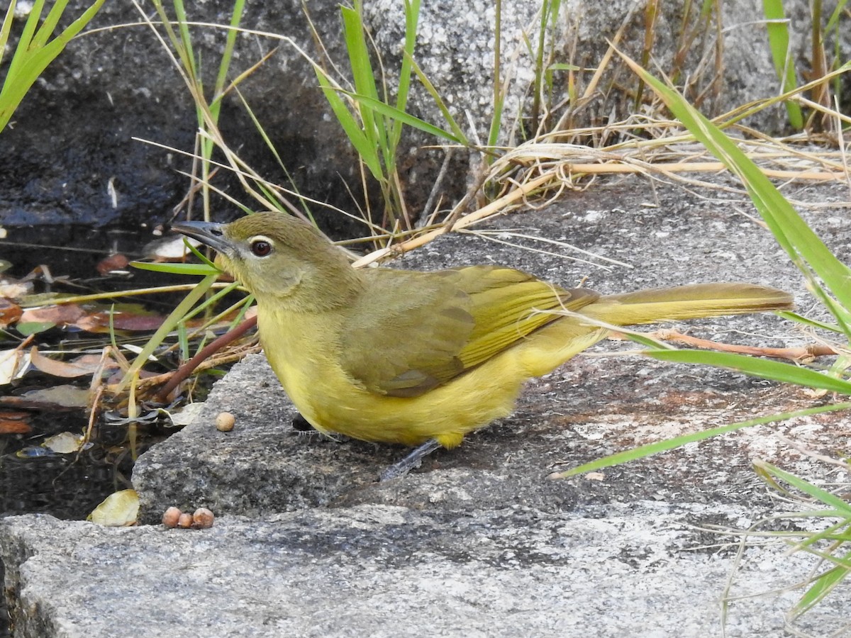 Yellow-bellied Greenbul - ML624084334