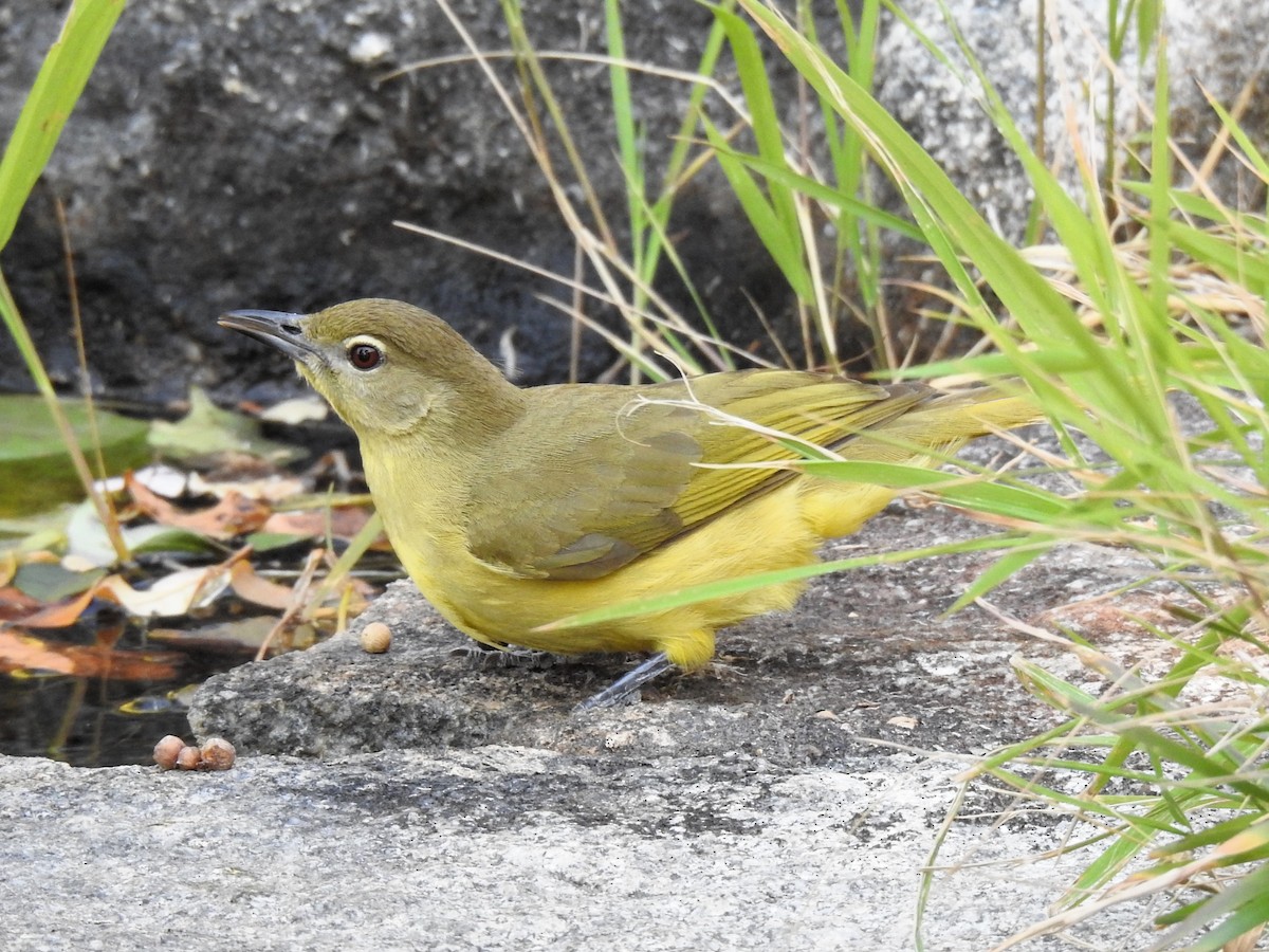 Yellow-bellied Greenbul - ML624084335