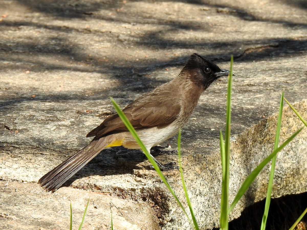 Common Bulbul - ML624084344