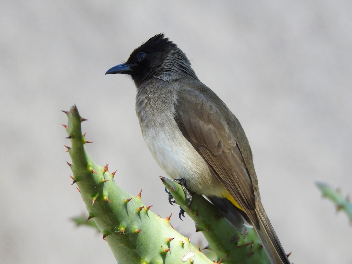 Common Bulbul - ML624084345