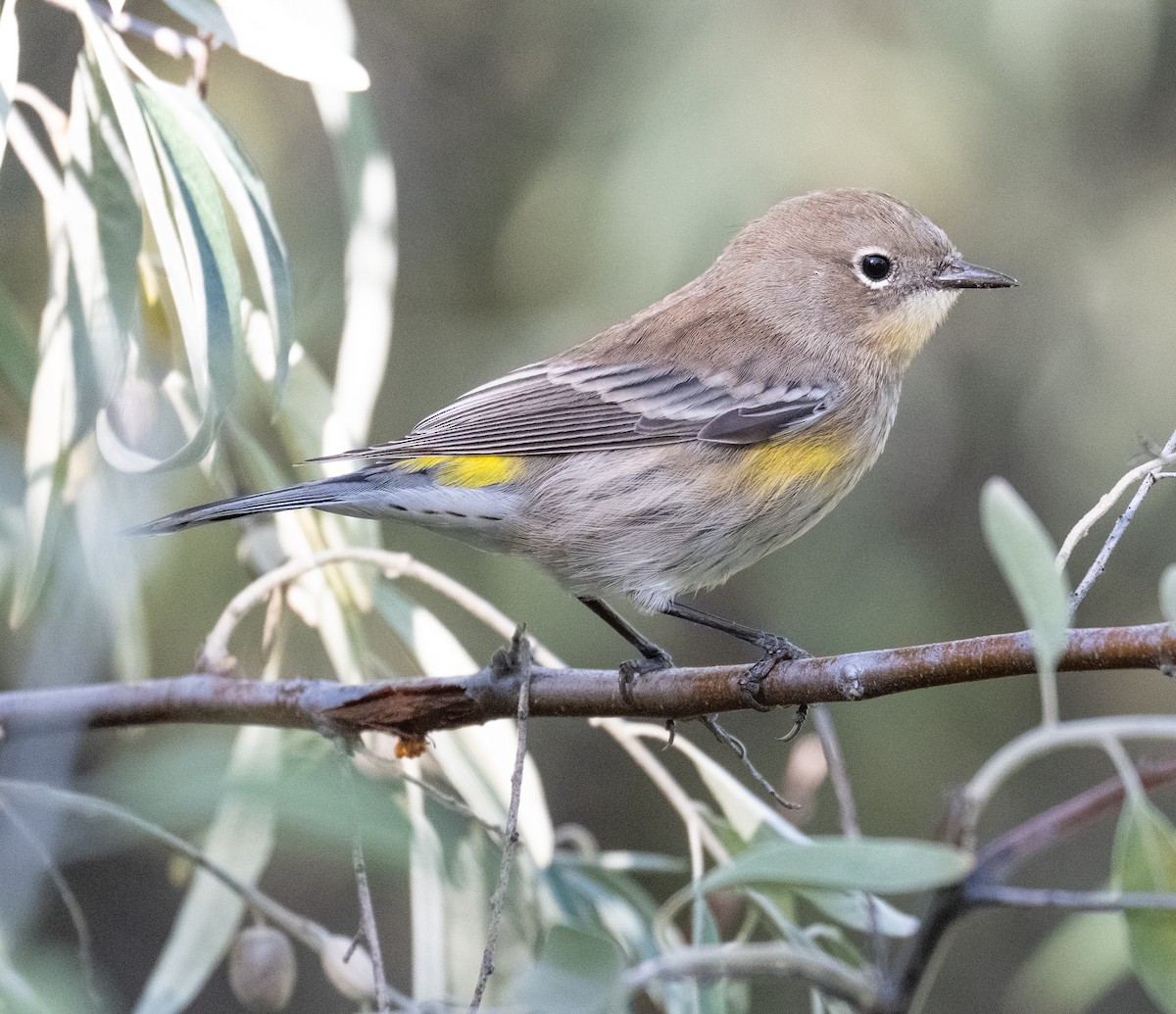 Yellow-rumped Warbler - ML624084349