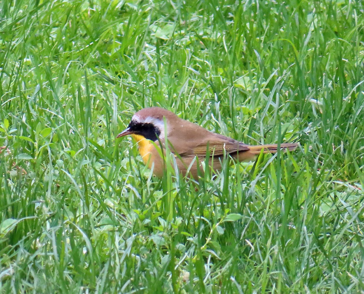 Common Yellowthroat - ML624084351