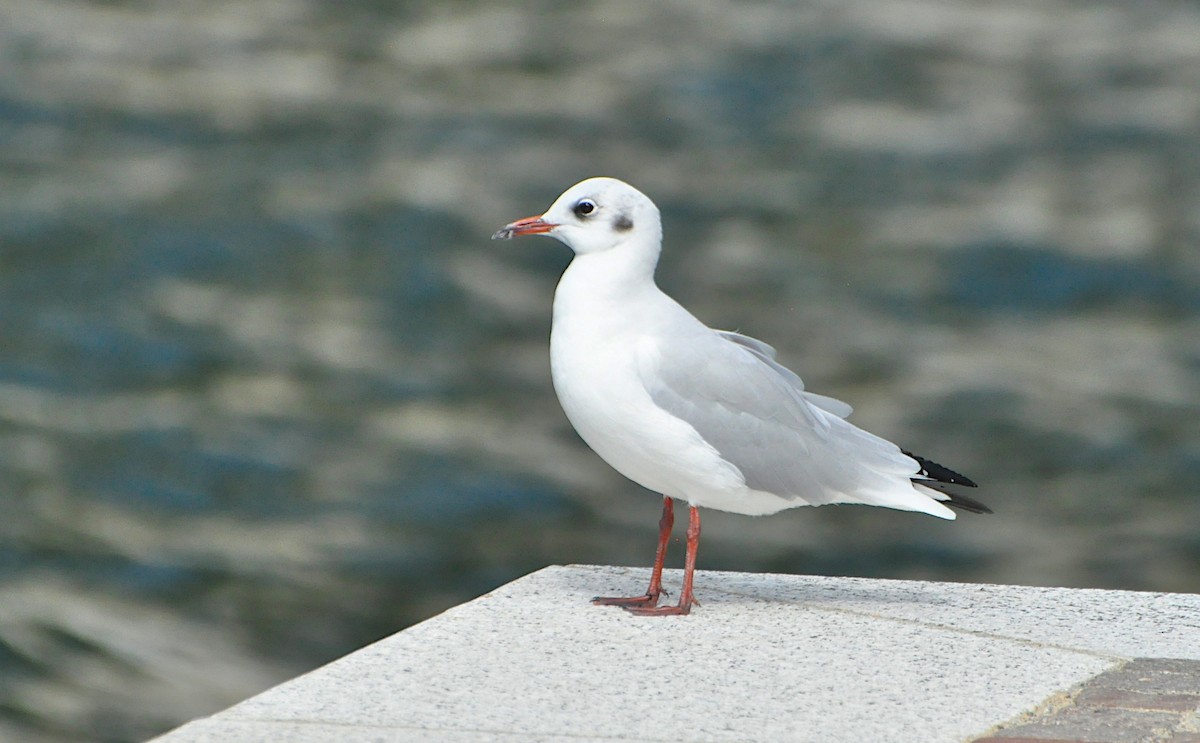 Black-headed Gull - ML624084353