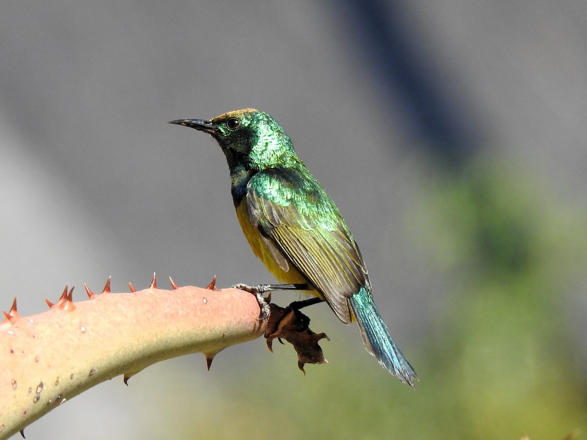 Collared Sunbird - ML624084356