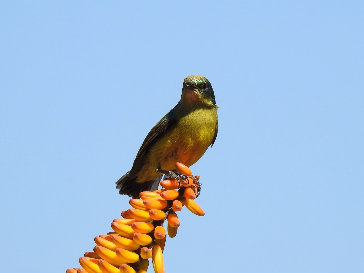 Collared Sunbird - ML624084358