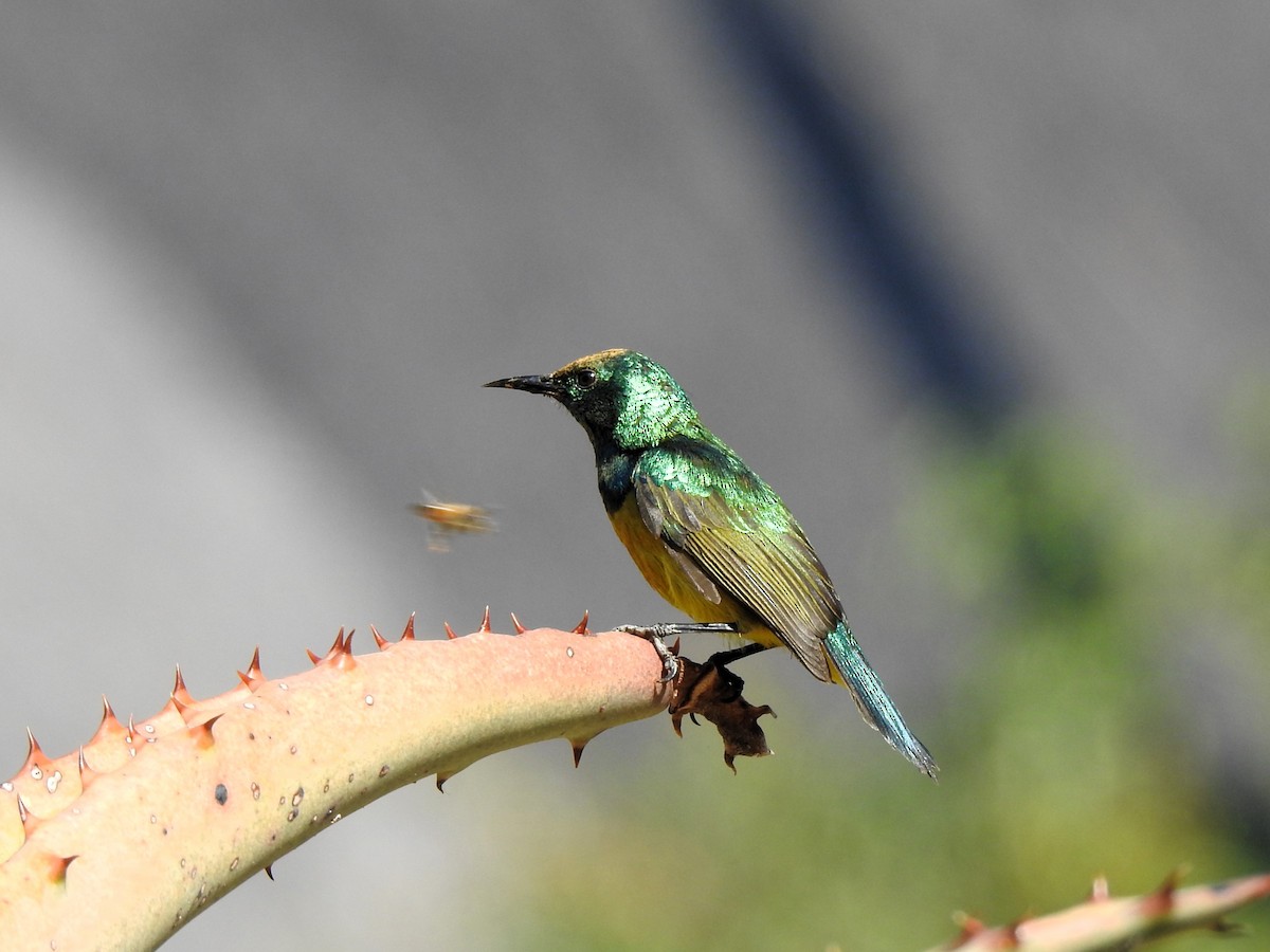 Collared Sunbird - ML624084359