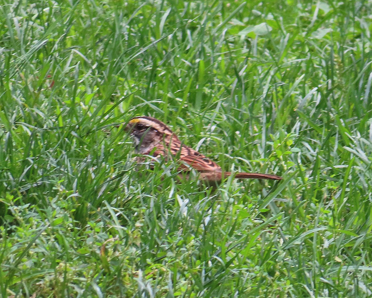 White-throated Sparrow - ML624084360