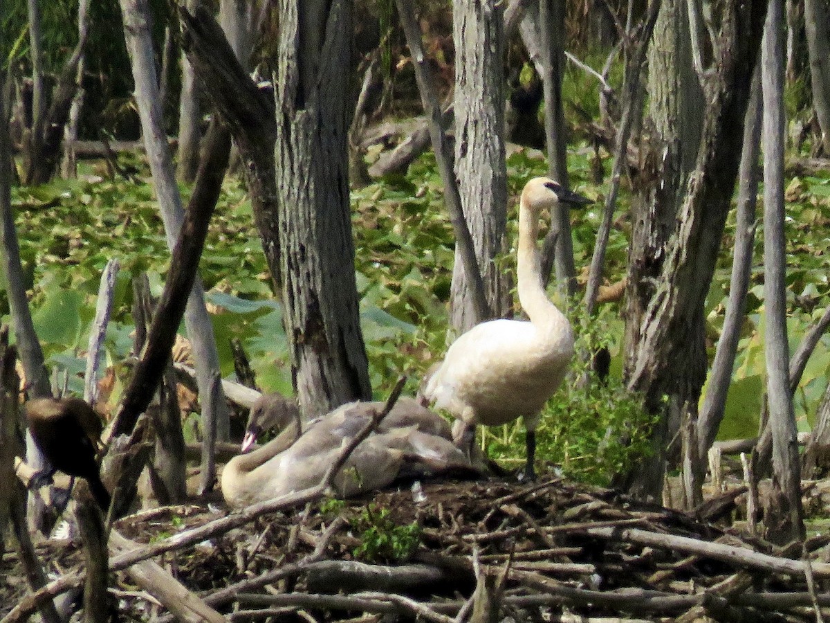 Trumpeter Swan - ML624084372