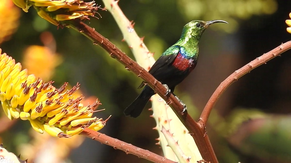 Purple-banded Sunbird - ML624084373
