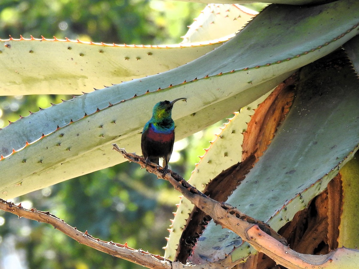 Purple-banded Sunbird - ML624084374
