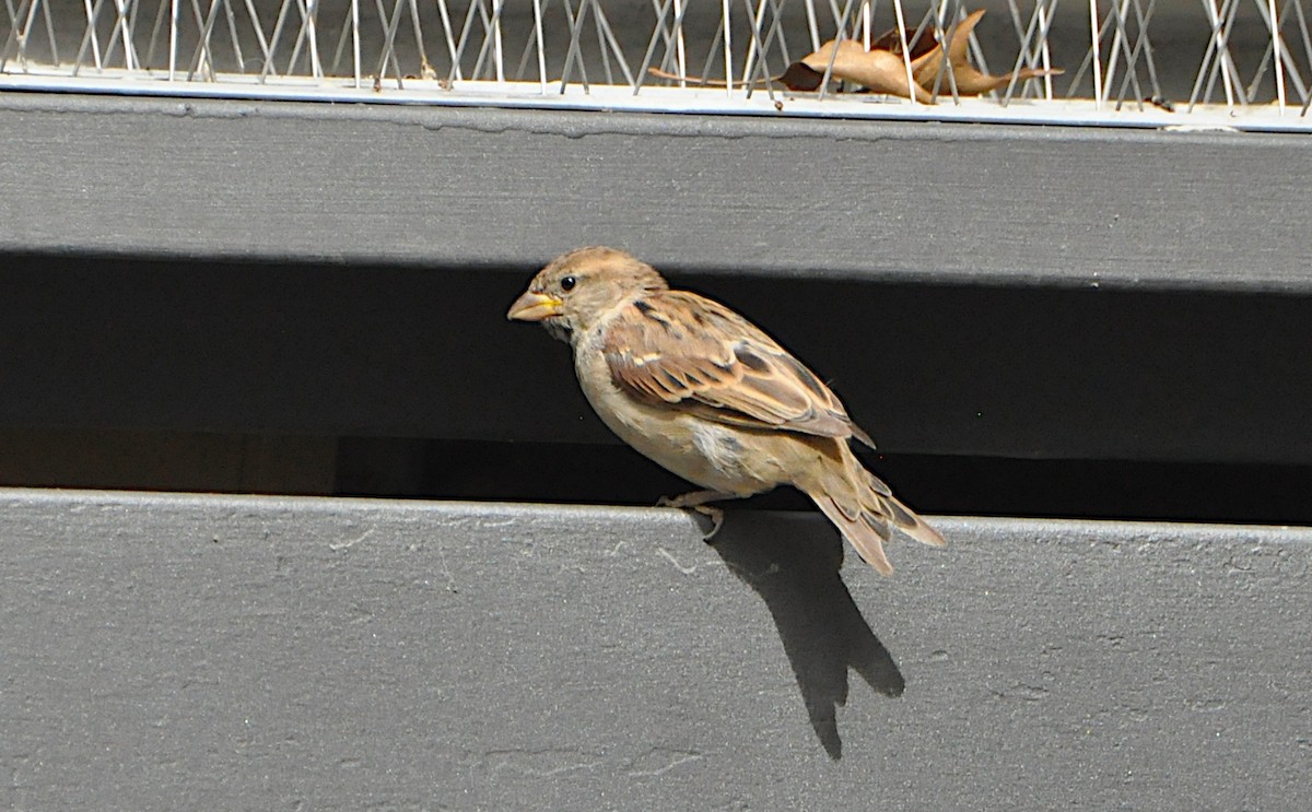 Italian Sparrow - ML624084379