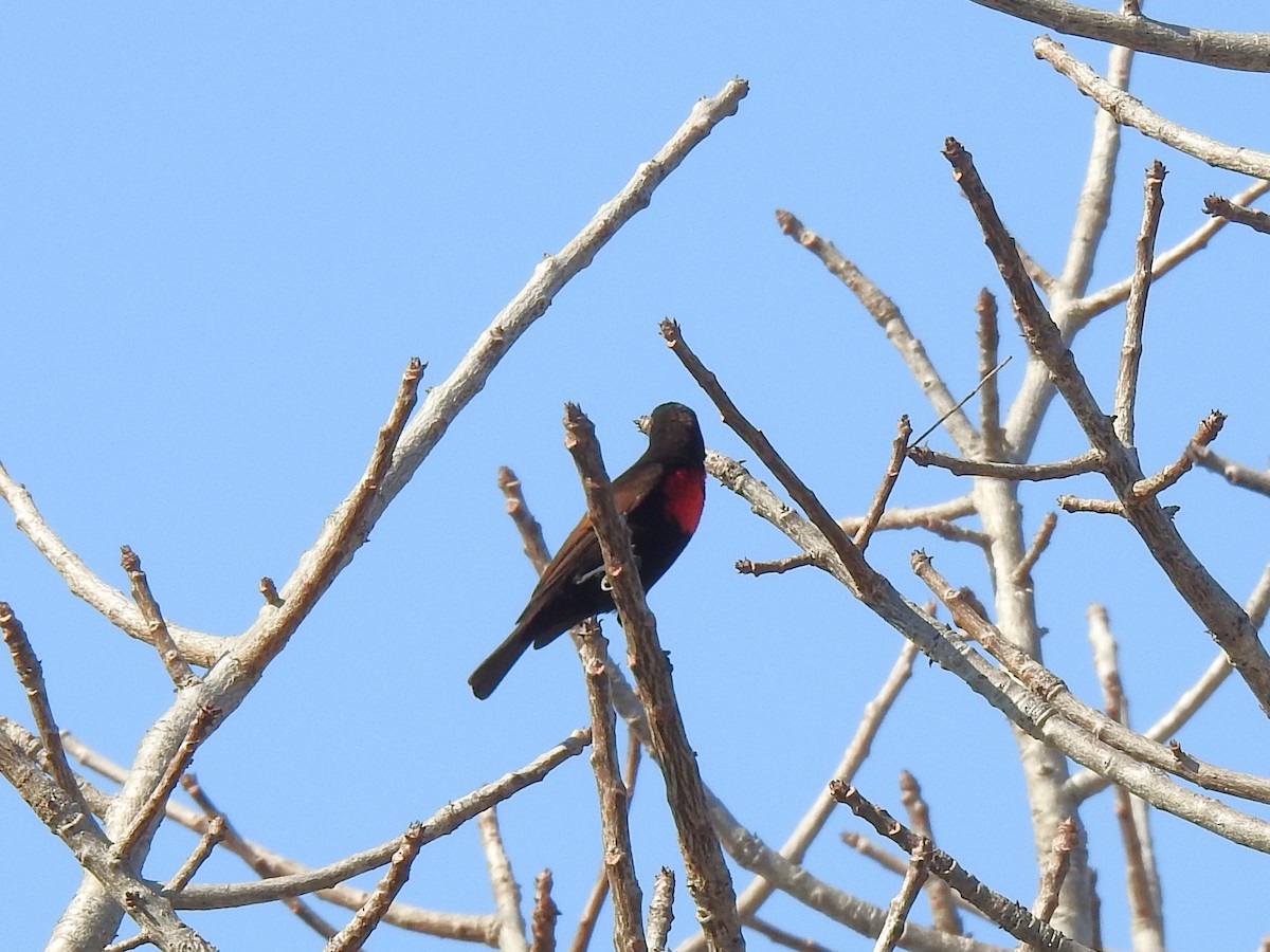 Scarlet-chested Sunbird - ML624084387