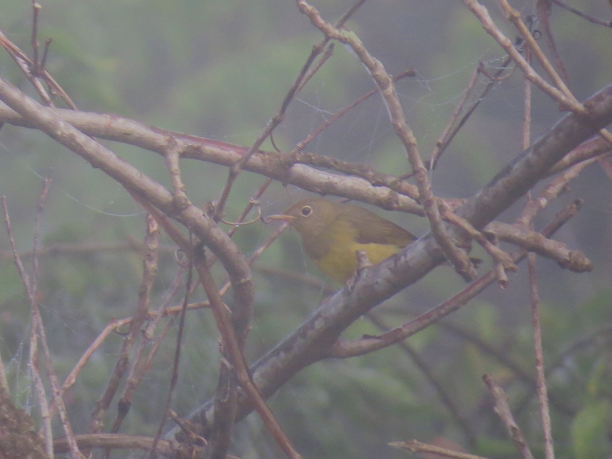 Connecticut Warbler - ML624084397