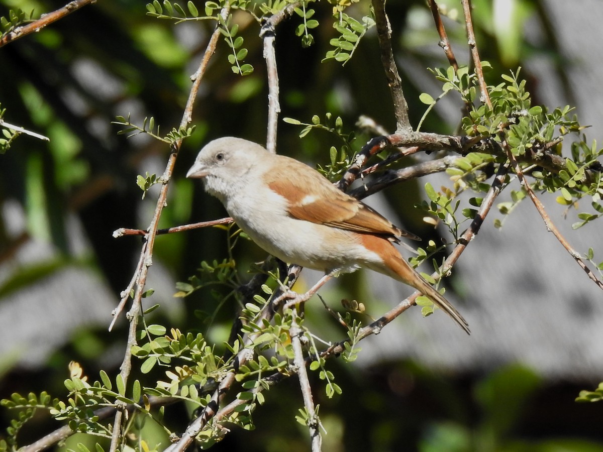 Southern Gray-headed Sparrow - ML624084407