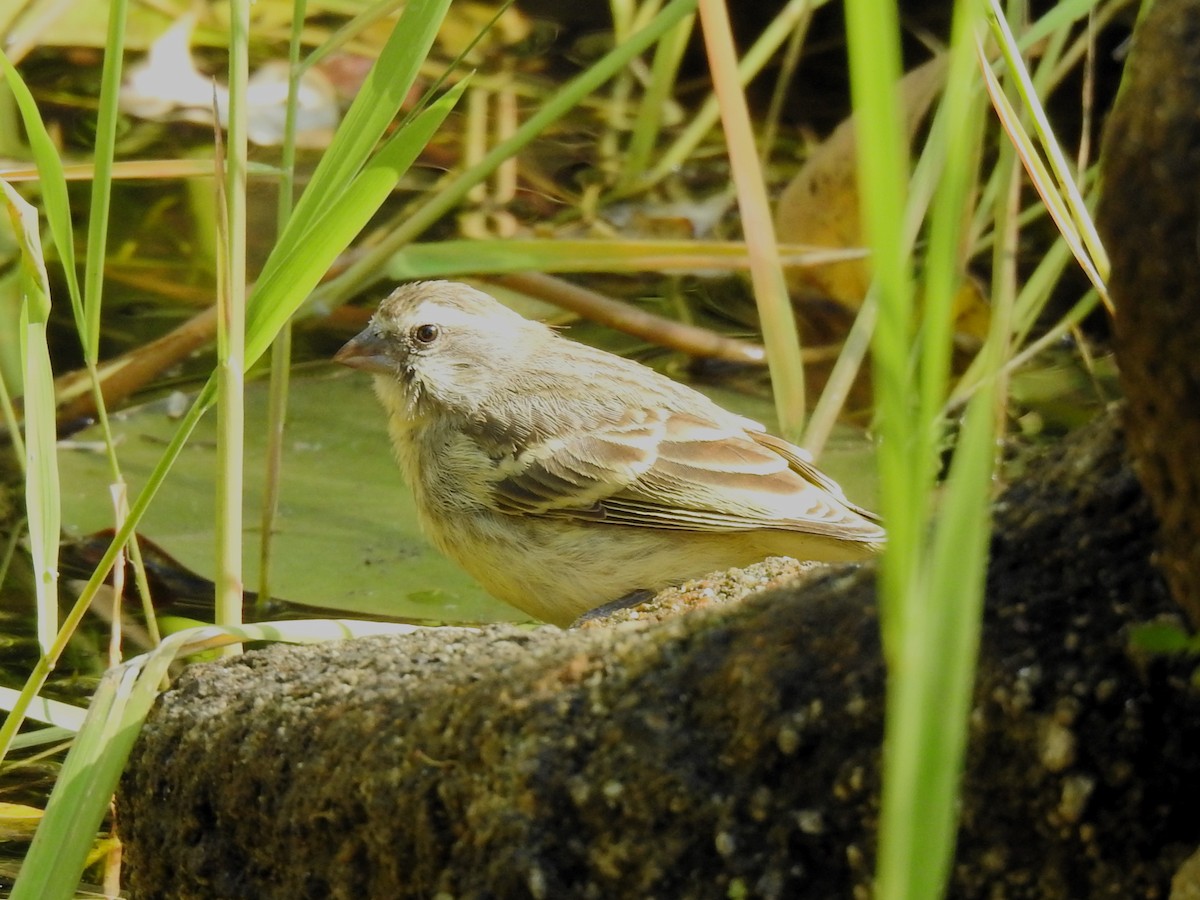 Yellow-fronted Canary - ML624084427